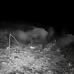 Cell Trail Camera with Night Vision and Sd Card Slot for Wildlife Monitoring - Image 4