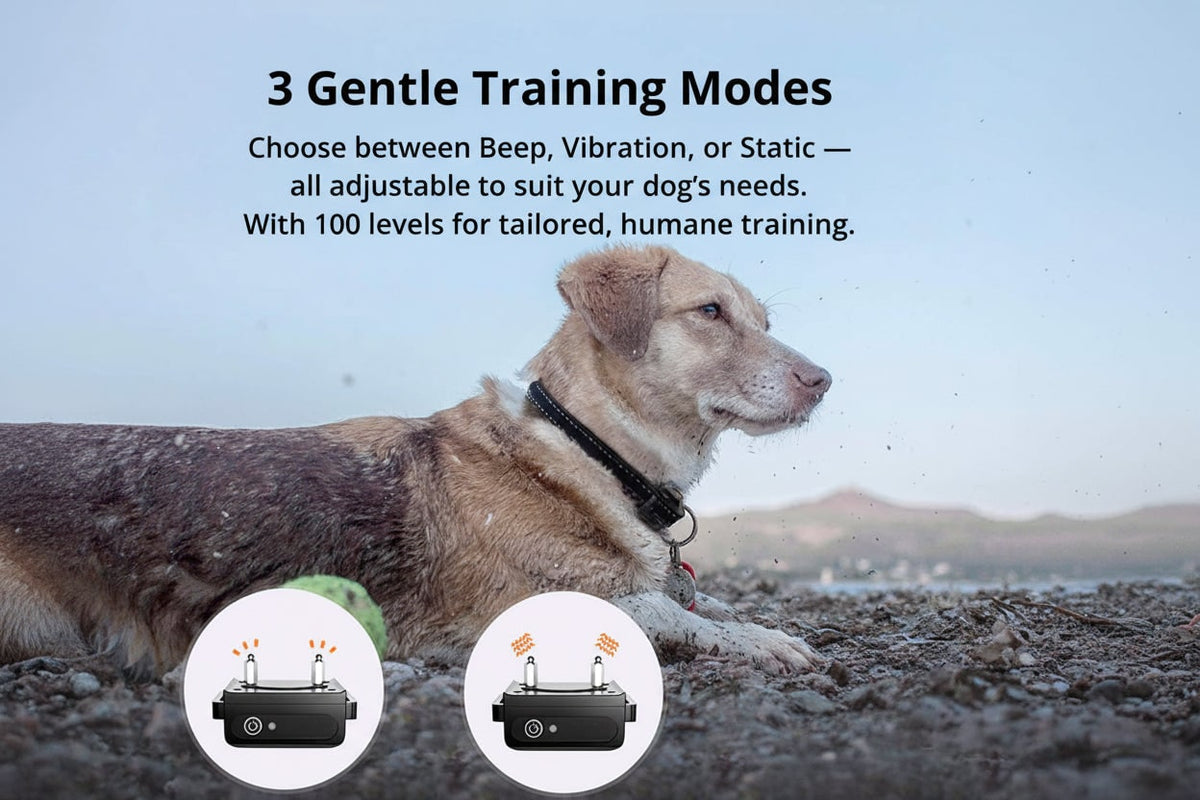 Dog Training Collar with Remote Control and Waterproof Receiver Unit - Image 2