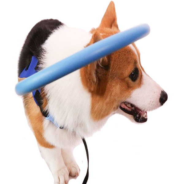 Halo Dog Collar with Protective Bumper Ring for Blind Mobility and Safety - Image 1