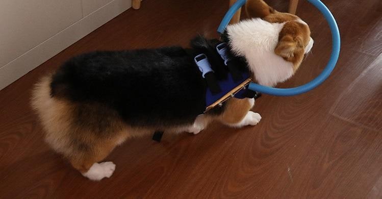 Halo Dog Collar with Protective Bumper Ring for Blind Mobility and Safety - Image 5