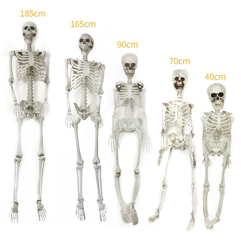 Posable Halloween Skeleton Decoration with Articulated Joints and Realistic Bone-White Finish - Image 3