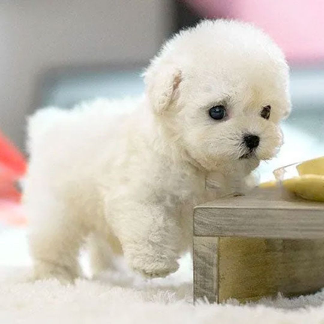 Realistic Plush Dog Toy with Walking Movements and Soft Stuffed Construction - Image 4