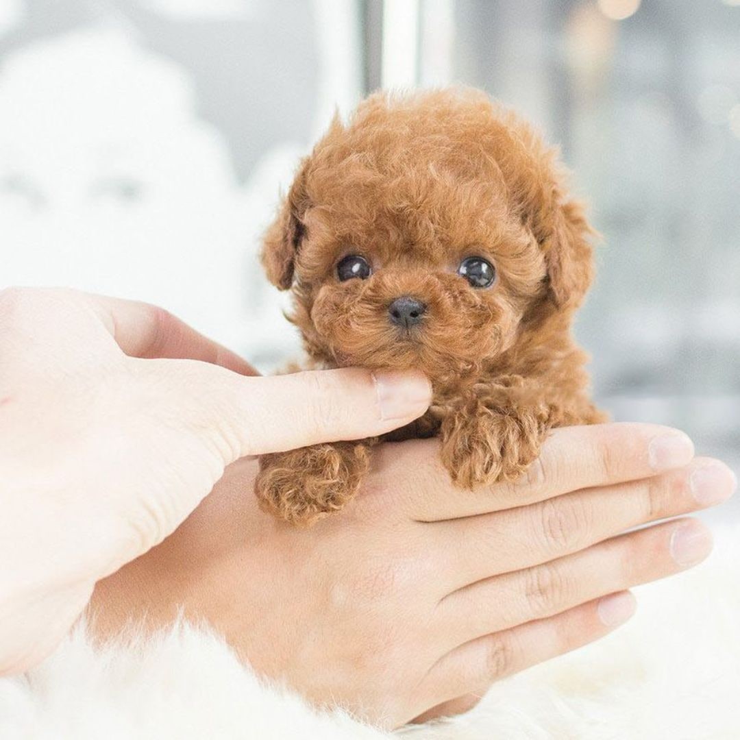 Realistic Plush Dog Toy with Walking Movements and Soft Stuffed Construction - Image 5